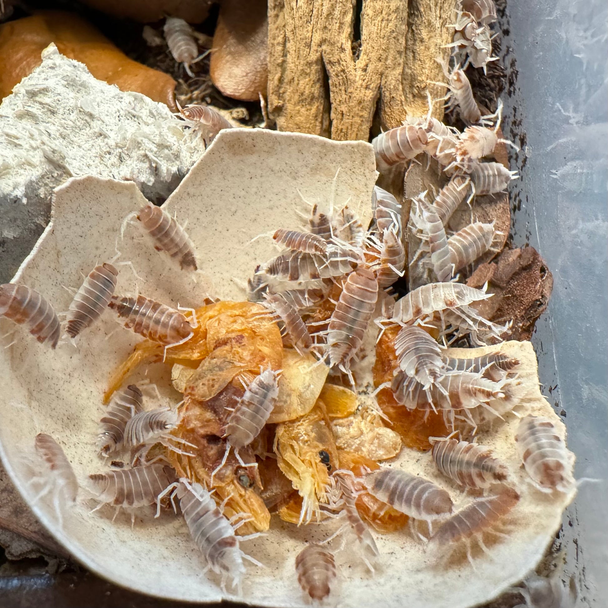 Orange cream isopods swarming a pile of dried shrimp.