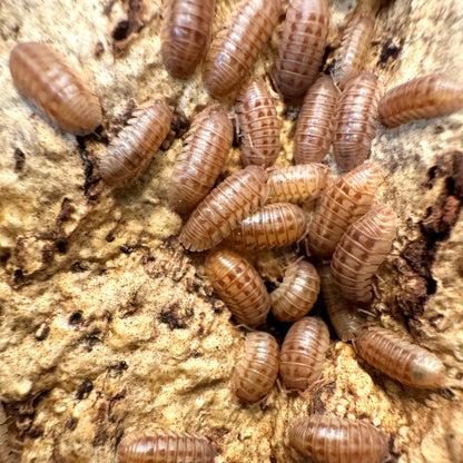 Closer view of peach isopods on cork, light peachy tan color with darker brown markings