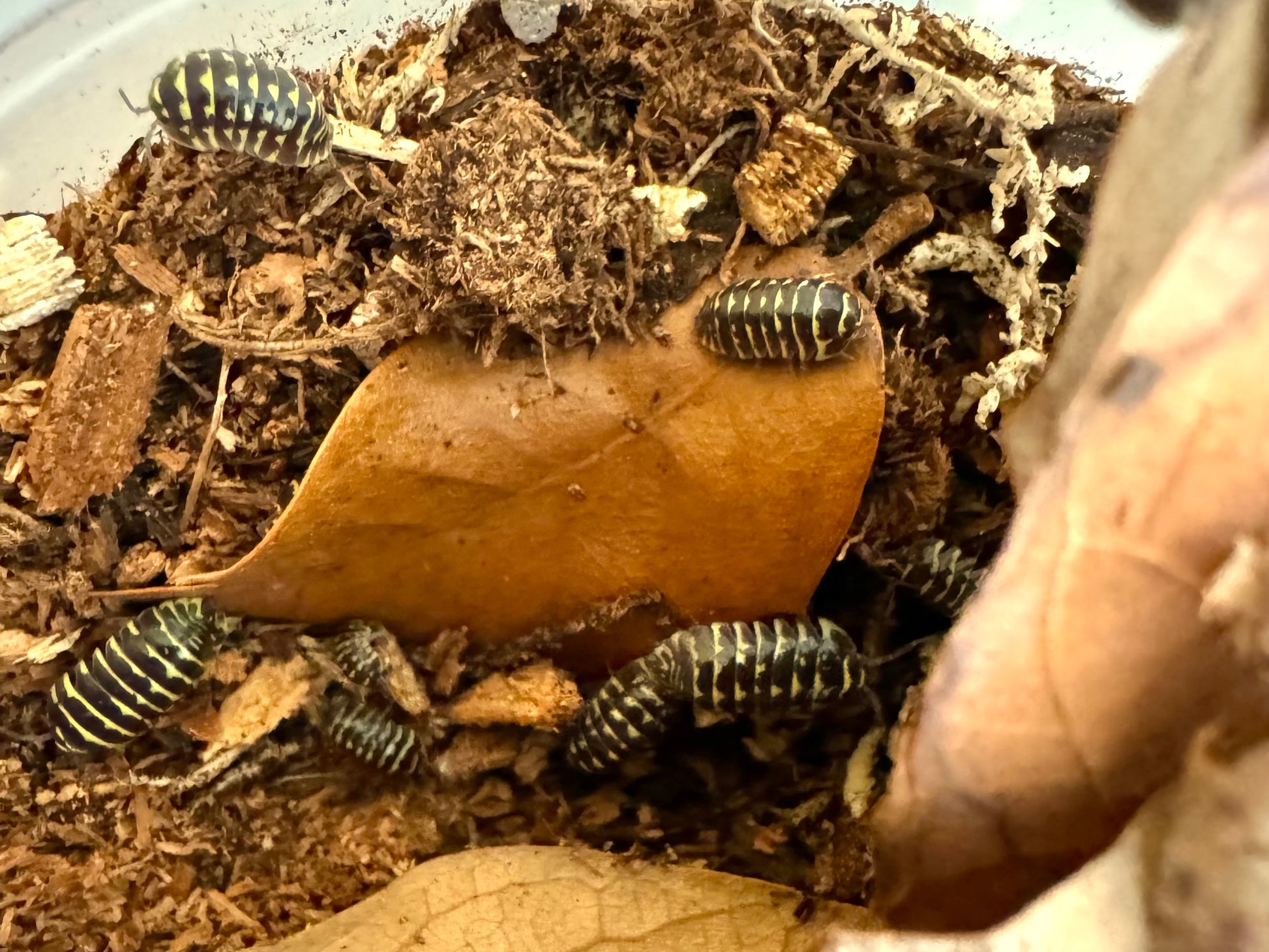 Several yellow zebra isopods, black with broken, uneven, and spot-like stripes.