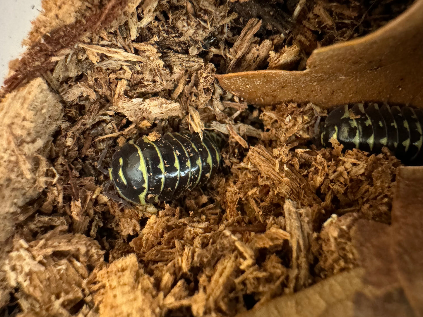 Two yellow zebra isopods half buried in rotted wood