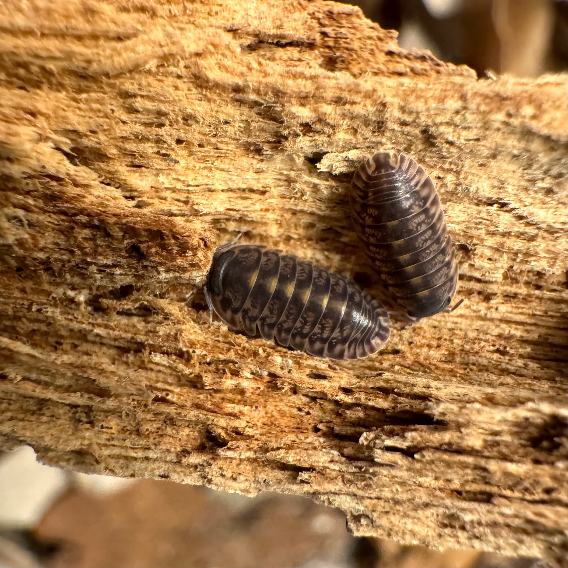 Two Platin Tung Song isopods on wood, with good light golden coloration in a stripe down their backs.