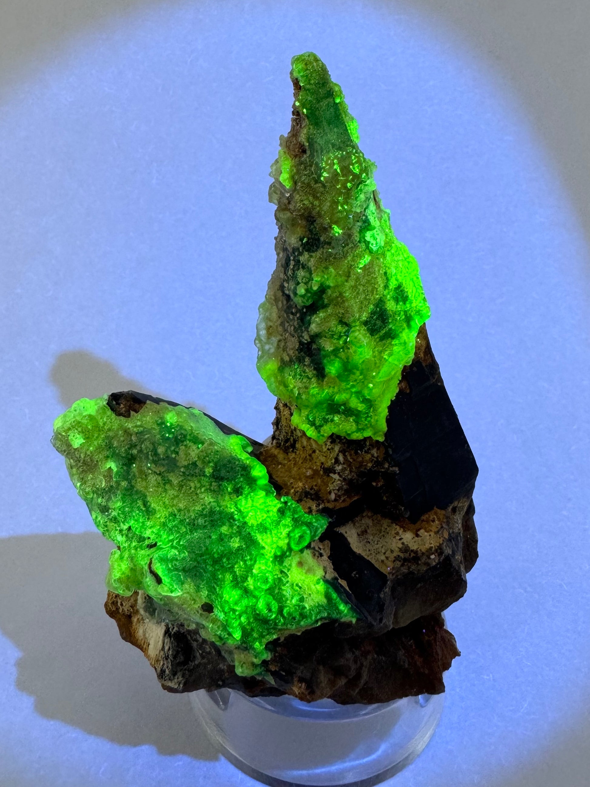 The second of three lighting images: the specimen in the same position as the previous image, in dim light and illuminated with blue-tinted UV light. The hyalite fluoresces a strong yellowish-green and is thick on this piece.