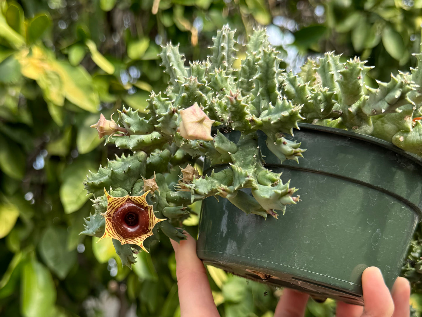 The huernia zebrina tilted to see buds that have not opened. They are light colored and shaped like hexagonal bell balloons