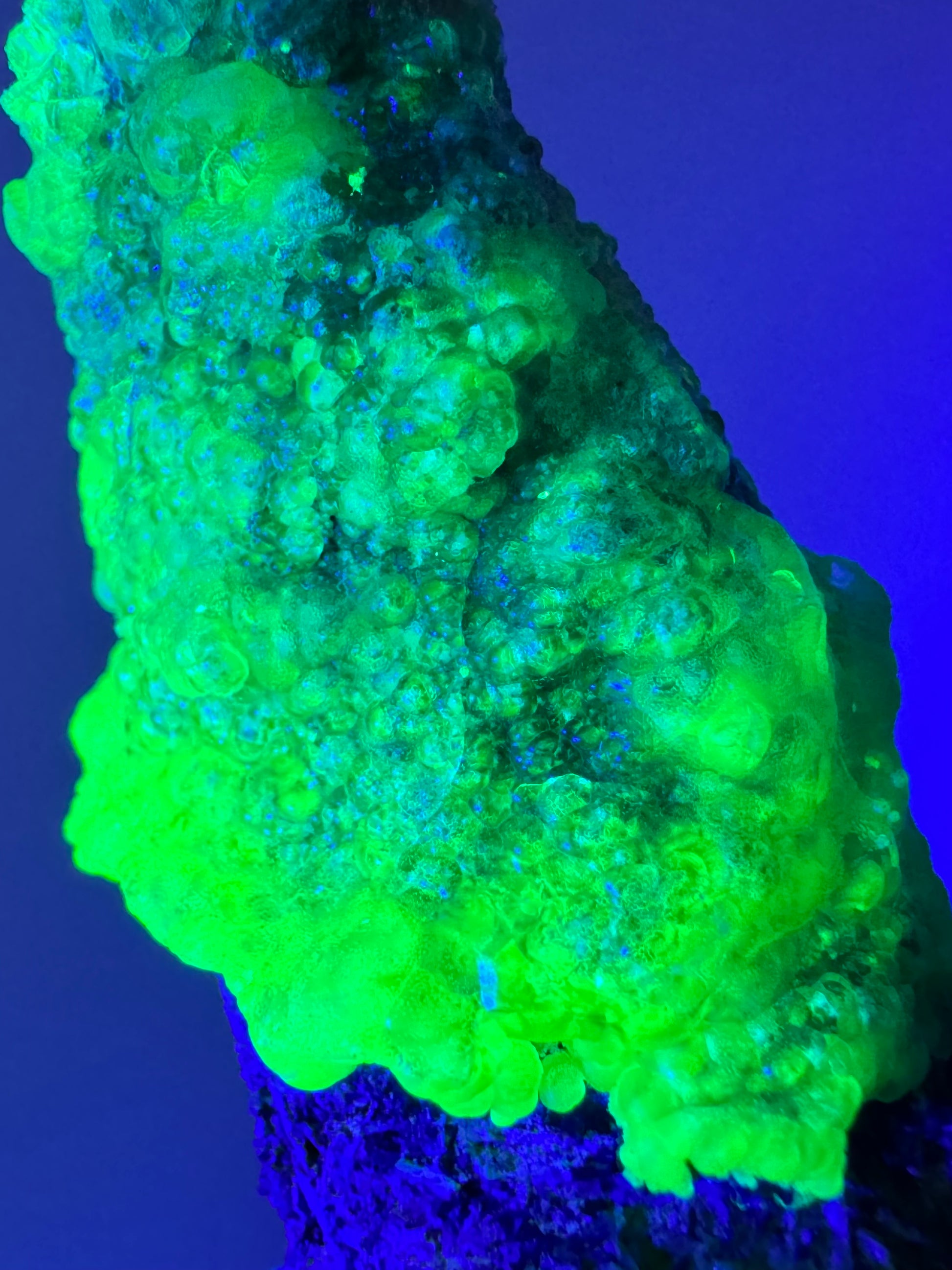 Detail of the hyalite on the tip of the point in the dark and illuminated with UV light. It is lumpy with botryoidal growth in a more translucent formation with a fuzzier UV reaction.