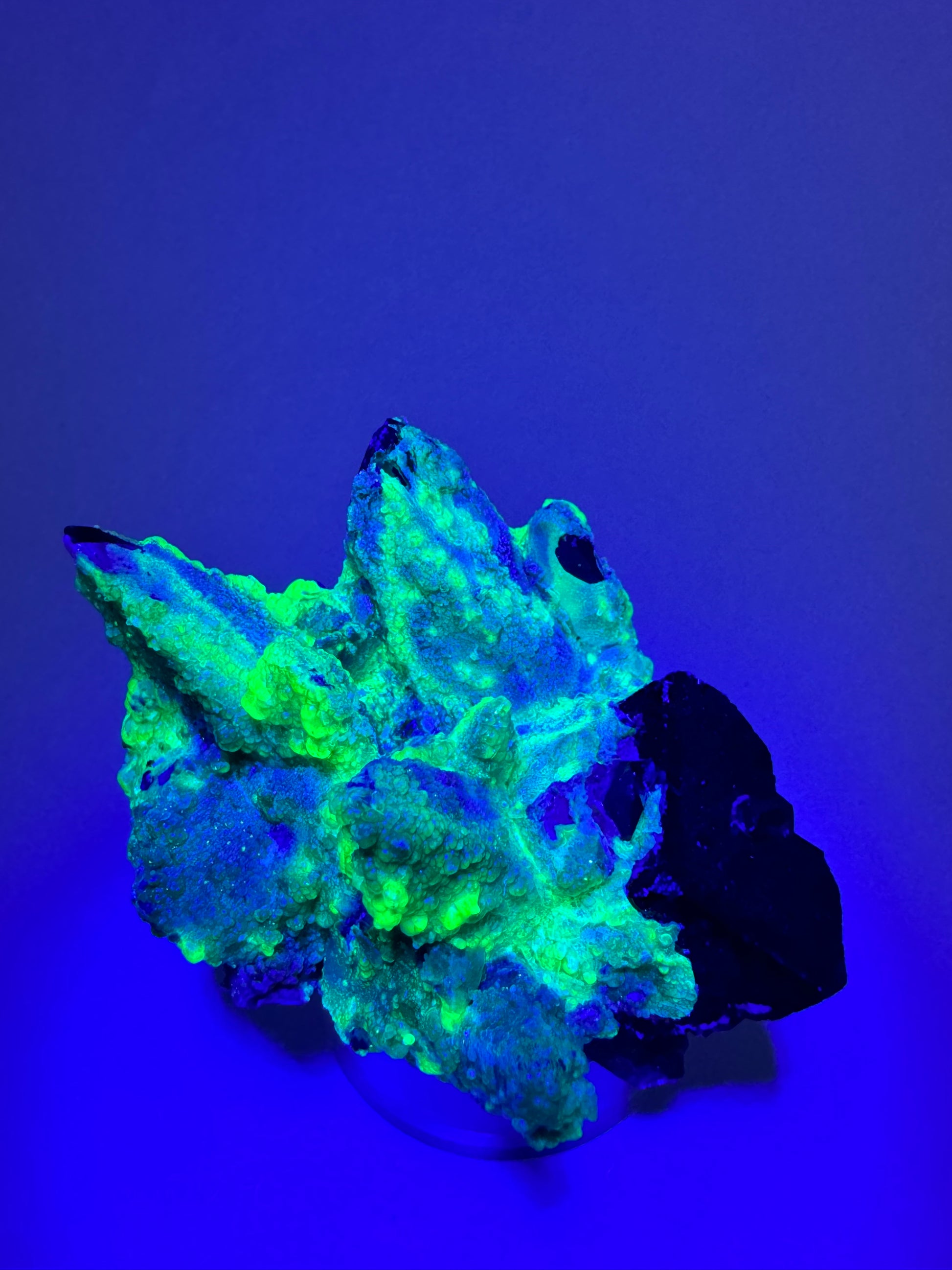 Full view of the specimen in the dark and illuminated with UV light. The hyalite fluoresces a strong yellowish-green in the thicker areas and an icy blue in the thinner growth.