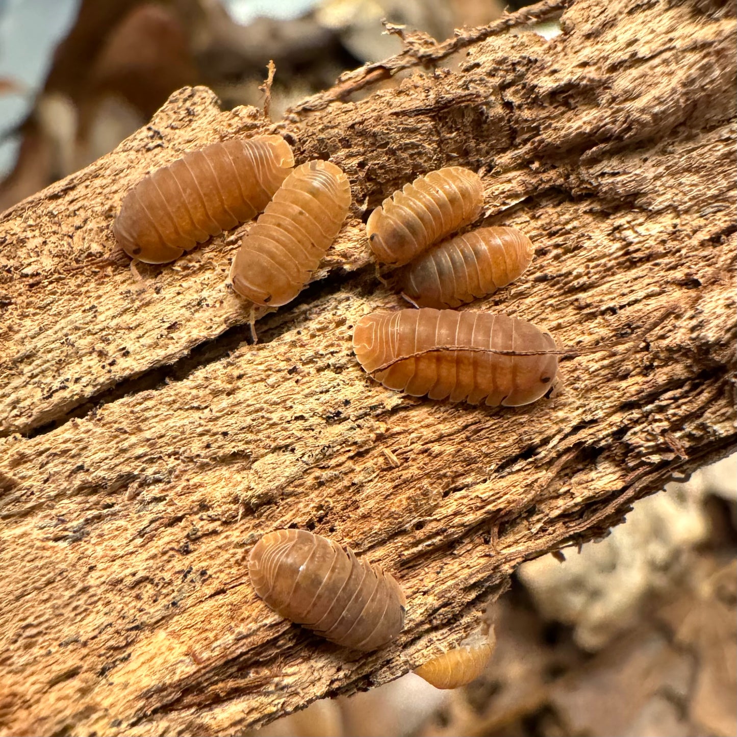 Several anemone isopods, with a dull orange color, one brown.