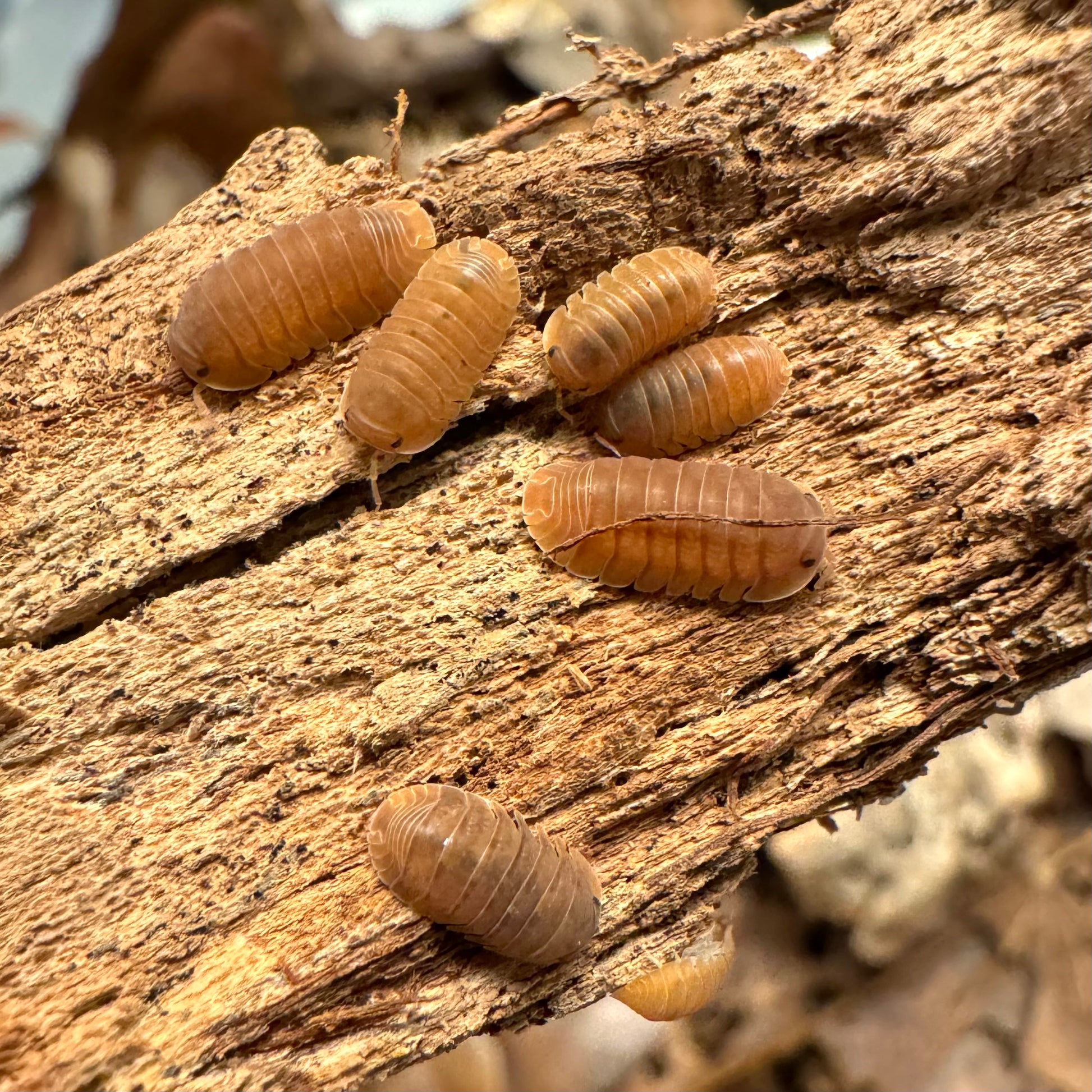 Several anemone isopods, with a dull orange color, one brown.