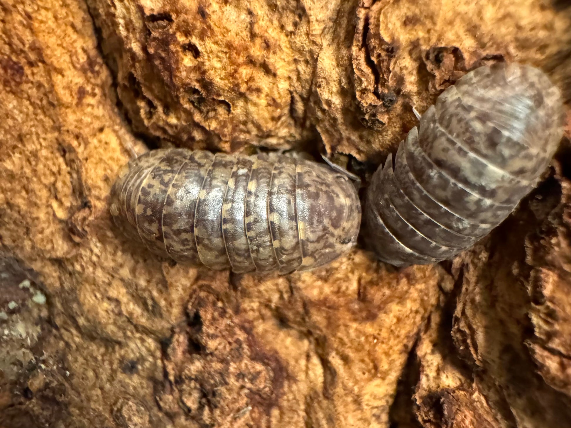 Detail of two Gold Flake Sabah isopods, the lighter colored one in focus with spots of dark brown, medium, and light yellow-tan coloration.