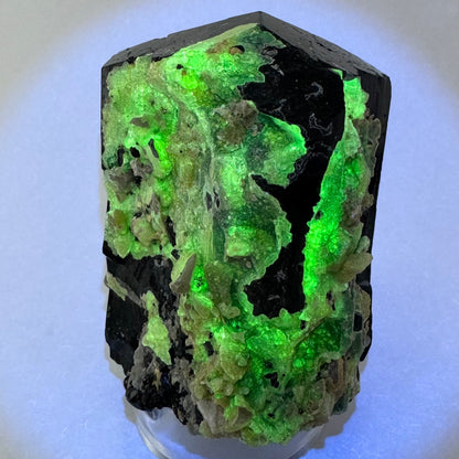 The second of two lighting images: the specimen in the same position as the previous image, in low lighting and illuminated in UV light. The hyalite fluoresces a bright yellow-green.