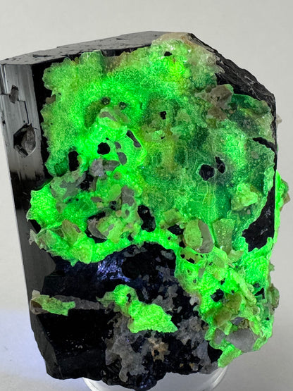 Close view of the piece while fluorescing yellow-green, with white pieces of albite poking through and spotted with black holes through it