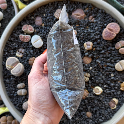 Side-view of the plastic bag full of lava rock, showing it is packed full.