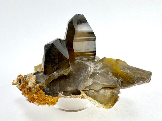 A pair of deep brown smoky quartz crystals on a flat base of a partial smoky quartz crystal on its side and shattered in areas. The largest point has excellent striations and wavy angles to the broadest face.