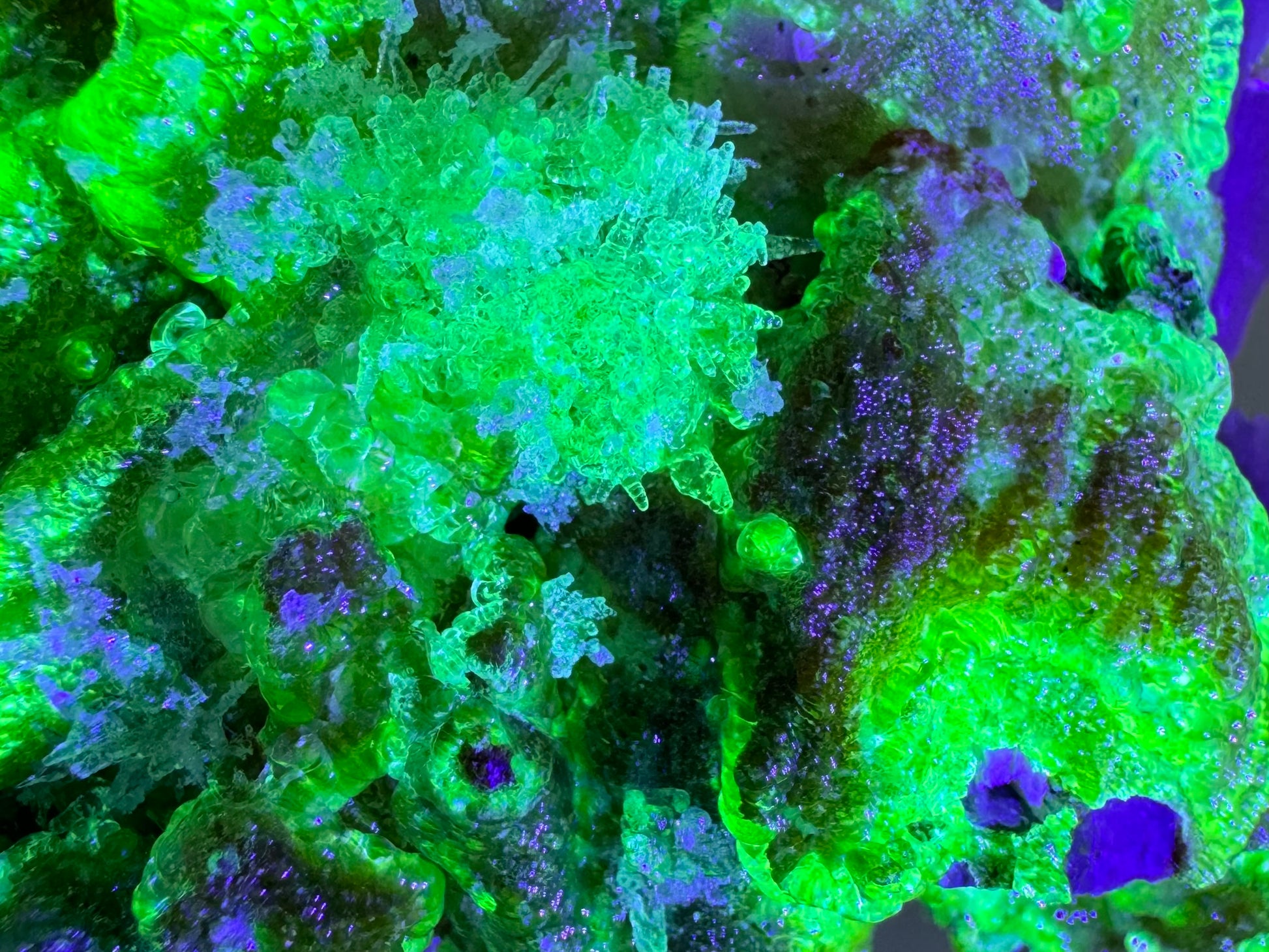 The specimen in the same position as the previous image, fluorescing a vibrant yellow-green color with an icy blue overtone that is especially saturated in the ends of the needles.