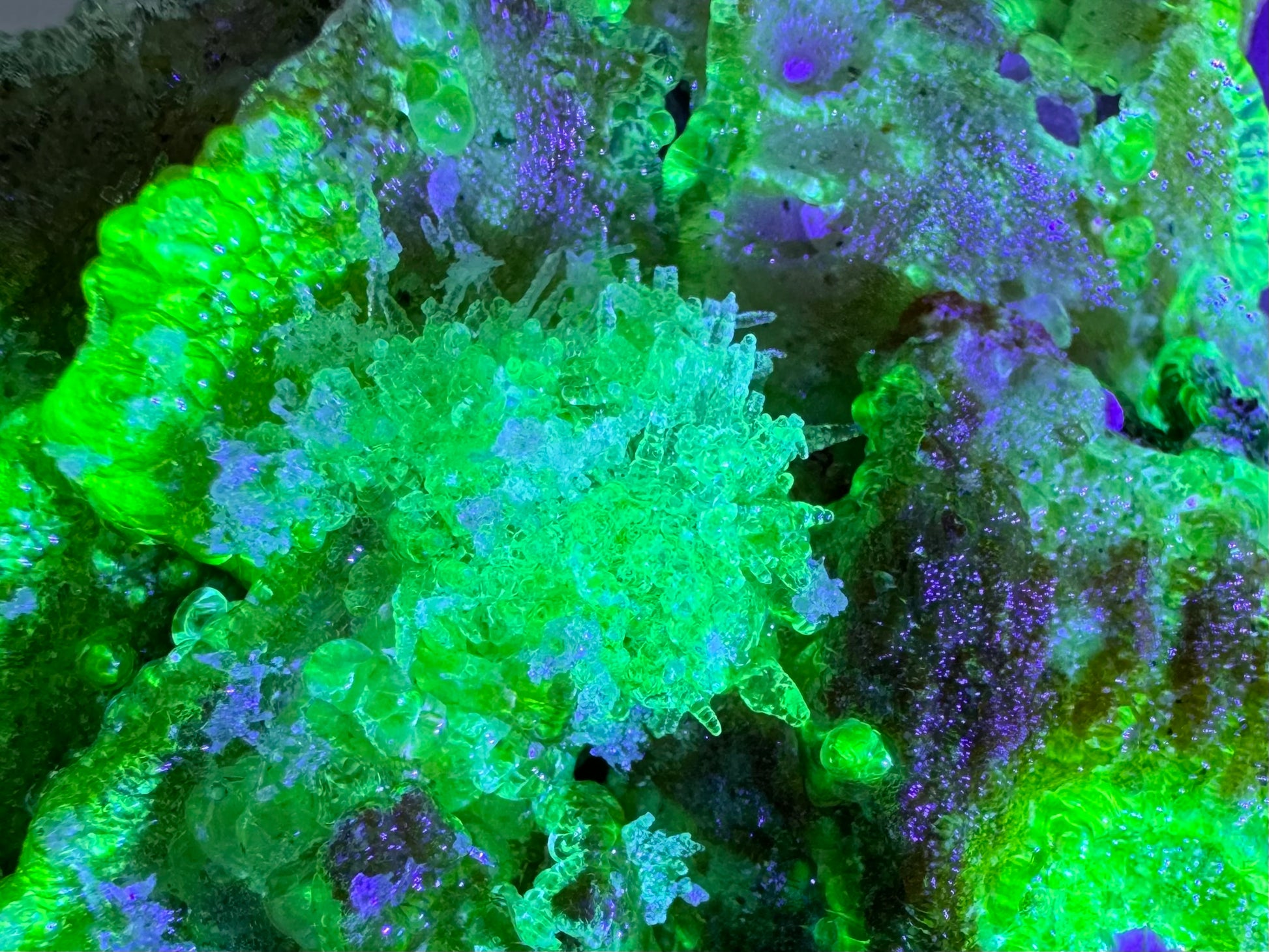 The specimen in the same position as the previous image, fluorescing a vibrant yellow-green color with an icy blue overtone that is especially saturated in the ends of the needles.