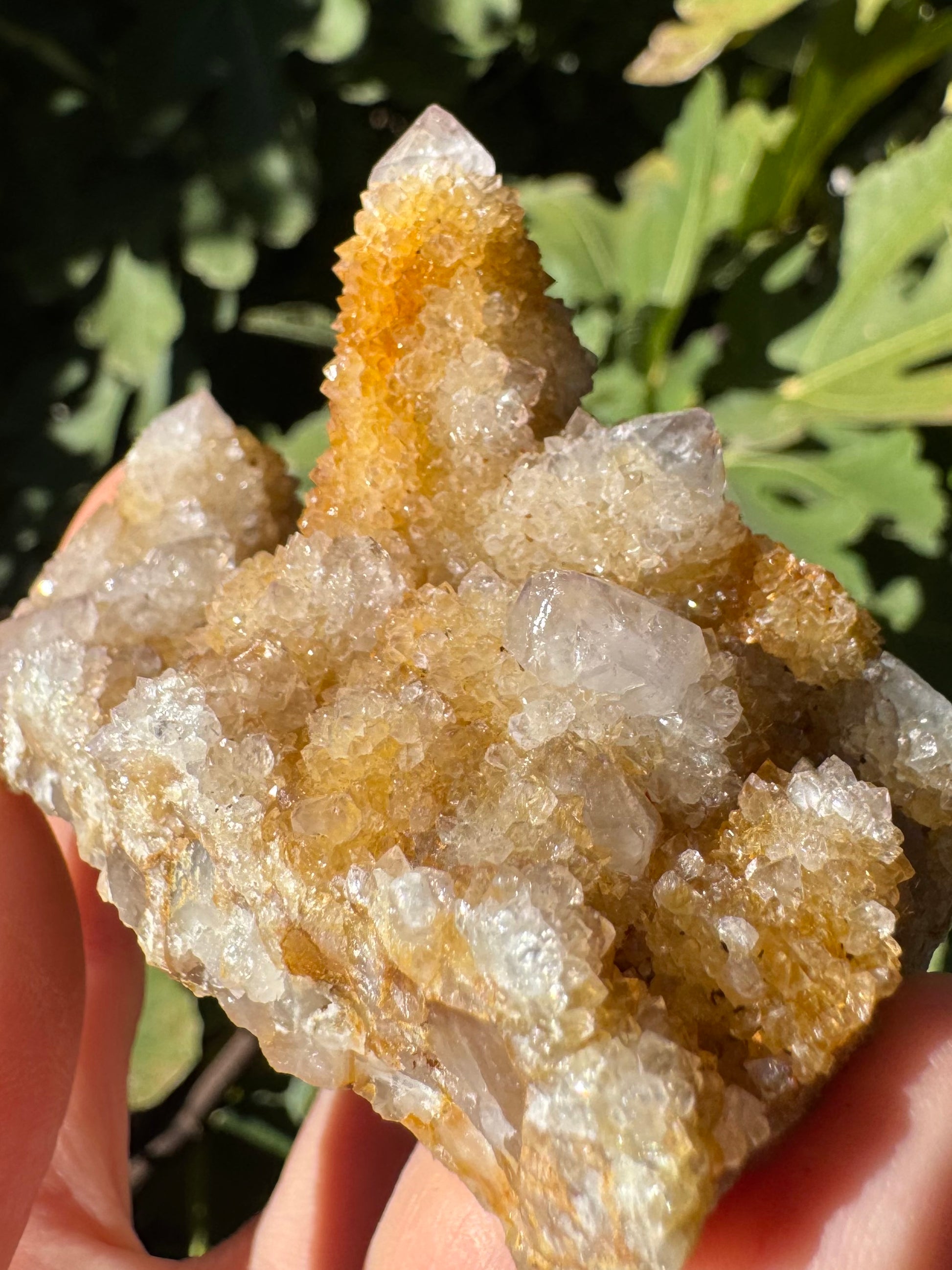 Close detail view of a cactus quartz cluster with golden yellow iron staining