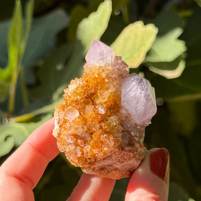 A piece of cactus quartz with off white, lightly purple-tinted point tips sticking out from golden orange stained druzy.