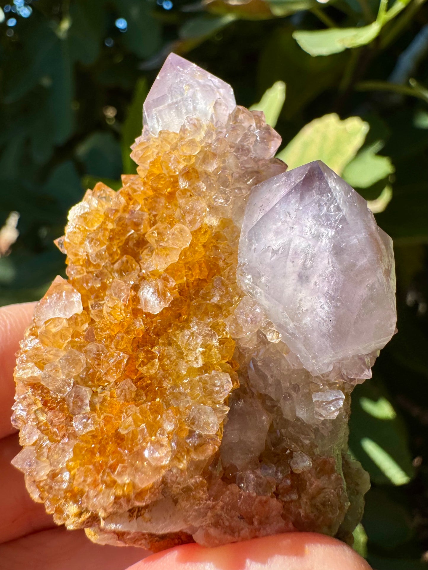 Detail of the points on the cactus quartz, bright in sun and white with inclusions with darker tips tinted purple. The druzy is chunky and large.