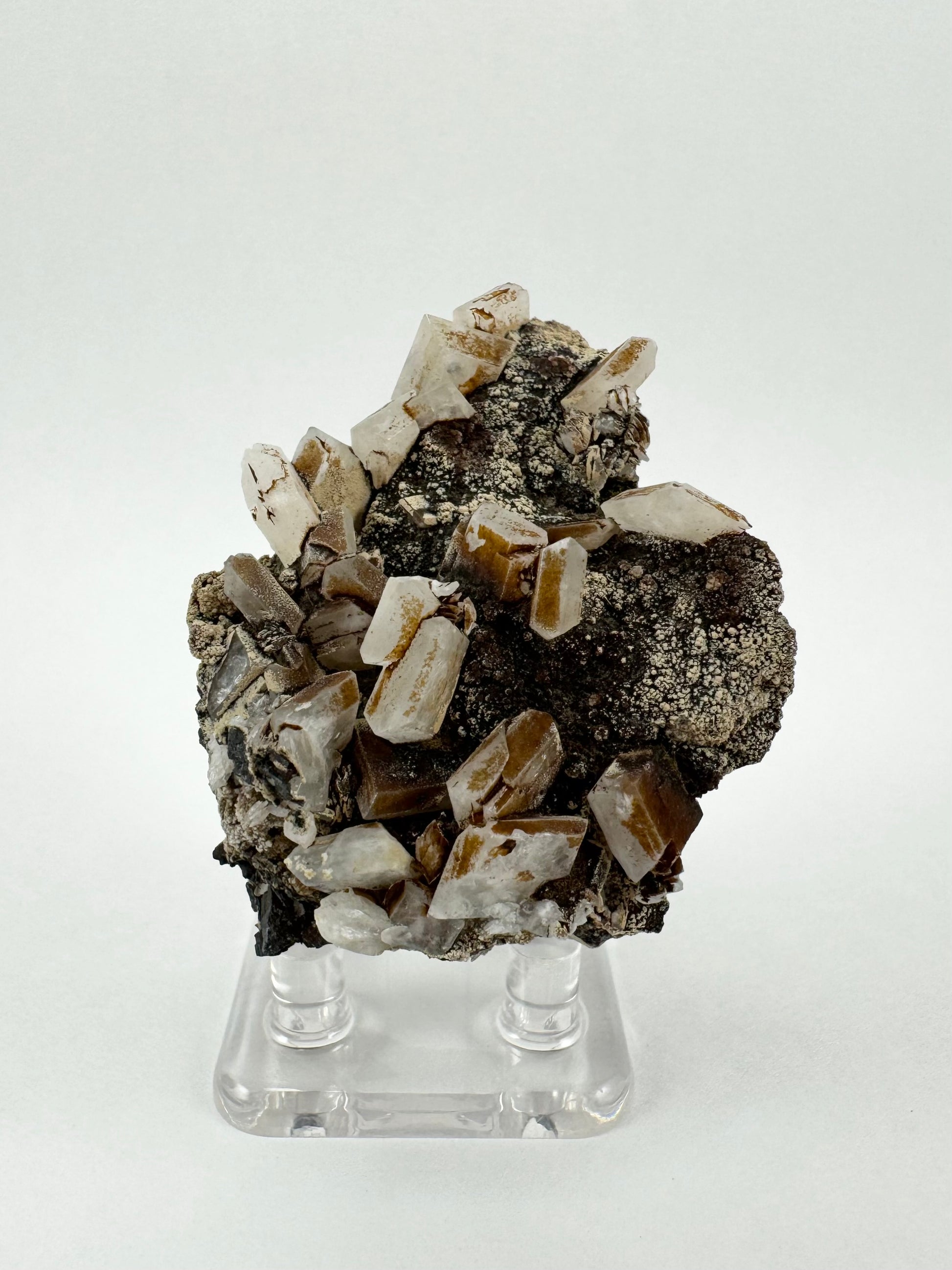 A mineral specimen with around twenty square tabular hydroxyapophyllite crystals, whiter color and translucent, with a brown coating on some. They are on a blobby dark matrix sprinkled with a light tan mineral.