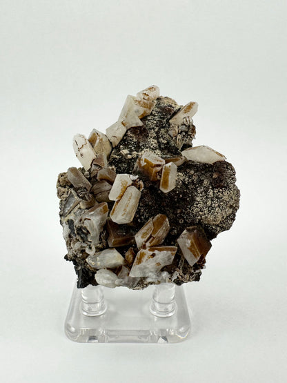 A mineral specimen with around twenty square tabular hydroxyapophyllite crystals, whiter color and translucent, with a brown coating on some. They are on a blobby dark matrix sprinkled with a light tan mineral.