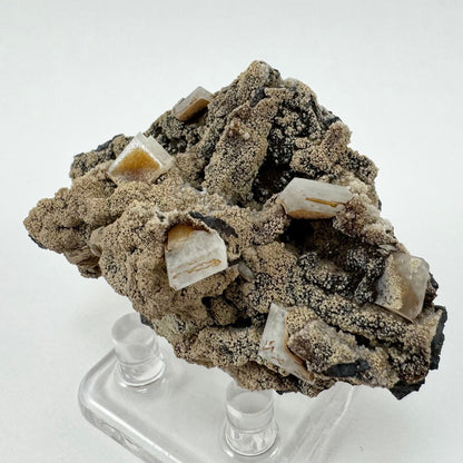 A mineral specimen with square tabular crystals on a lumpy dark matrix coated in a light brown mineral.