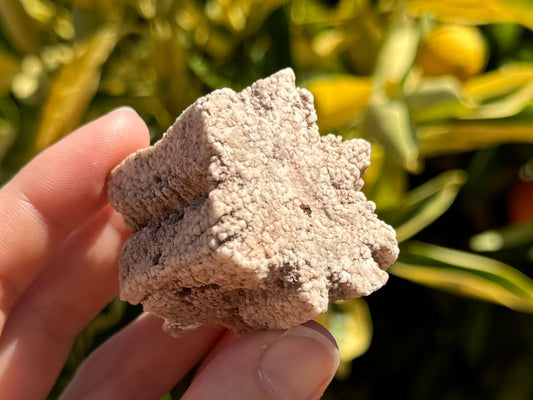 A hexagonal mineral, opaque, textured, and off-white. The sides aren't straight across but invert slightly in the middle, and it has some growth lines at the points angled toward the center, for a shape like a snowflake. The piece is angled into the sun.