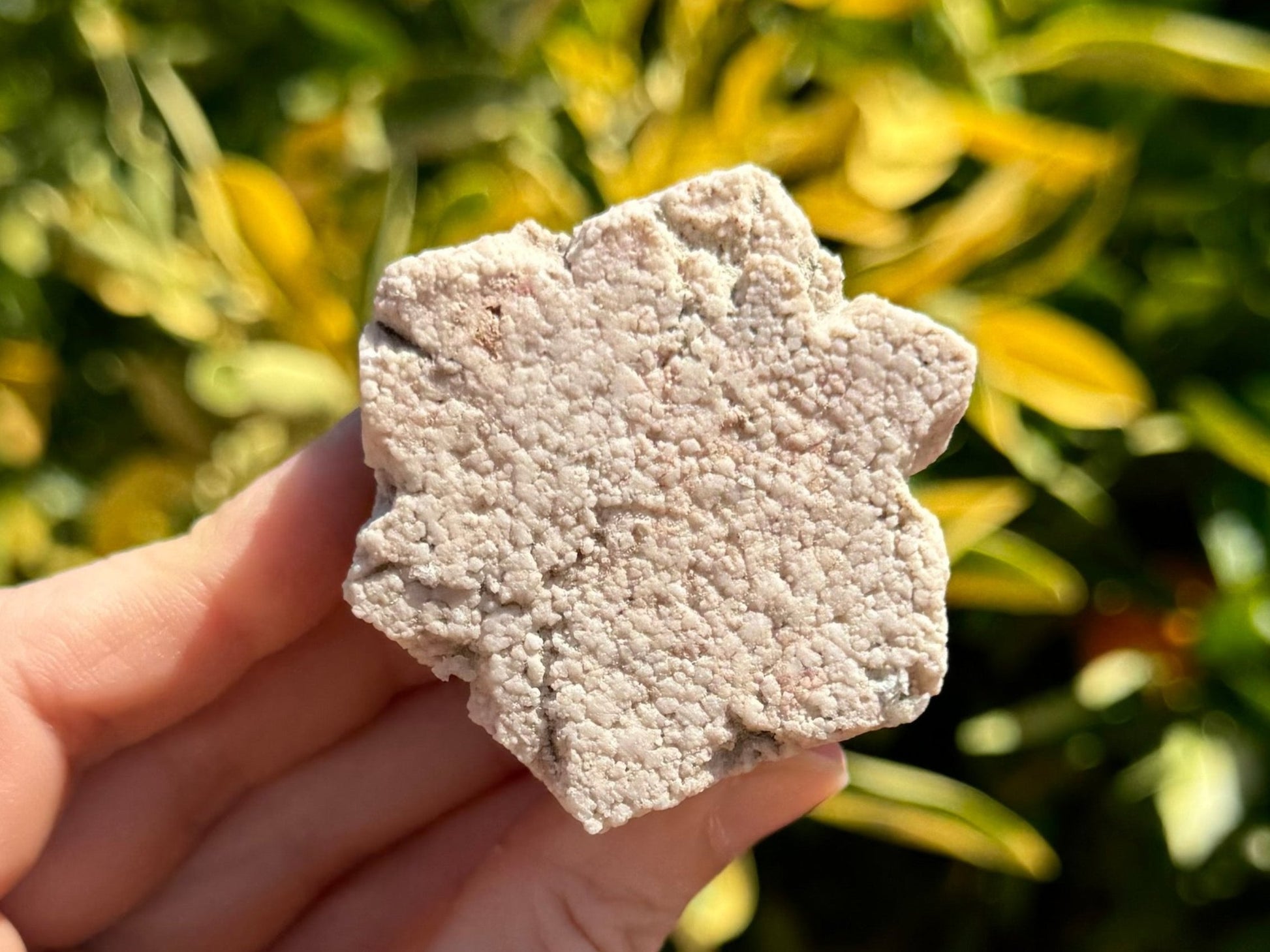 A hexagonal mineral, opaque, textured, and off-white. The sides aren't straight across but invert slightly in the middle, and it has some growth lines at the points angled toward the center, for a shape like a snowflake