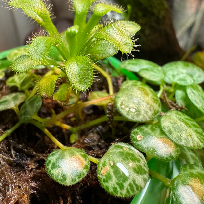 Close view of a string of turtles plant growing around the base of a sundew. The leaves of the vine are a pearly light green with darker green spots in a pattern like a turtle shell. They have fine hairs on the leaves.