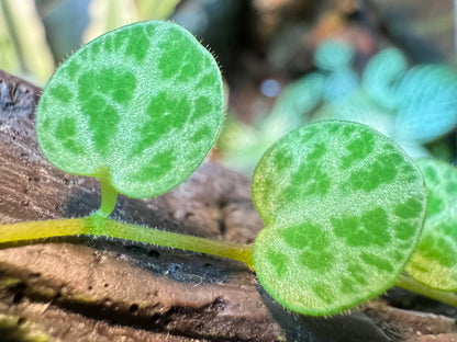 Detail of two of the leaves on a string of turtles plant, with jewel-like iridescence