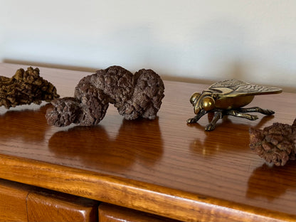 Three large coprolites lined up on a wood shelf, with focus on the middle one. A gold fly figurine is to its right in the background