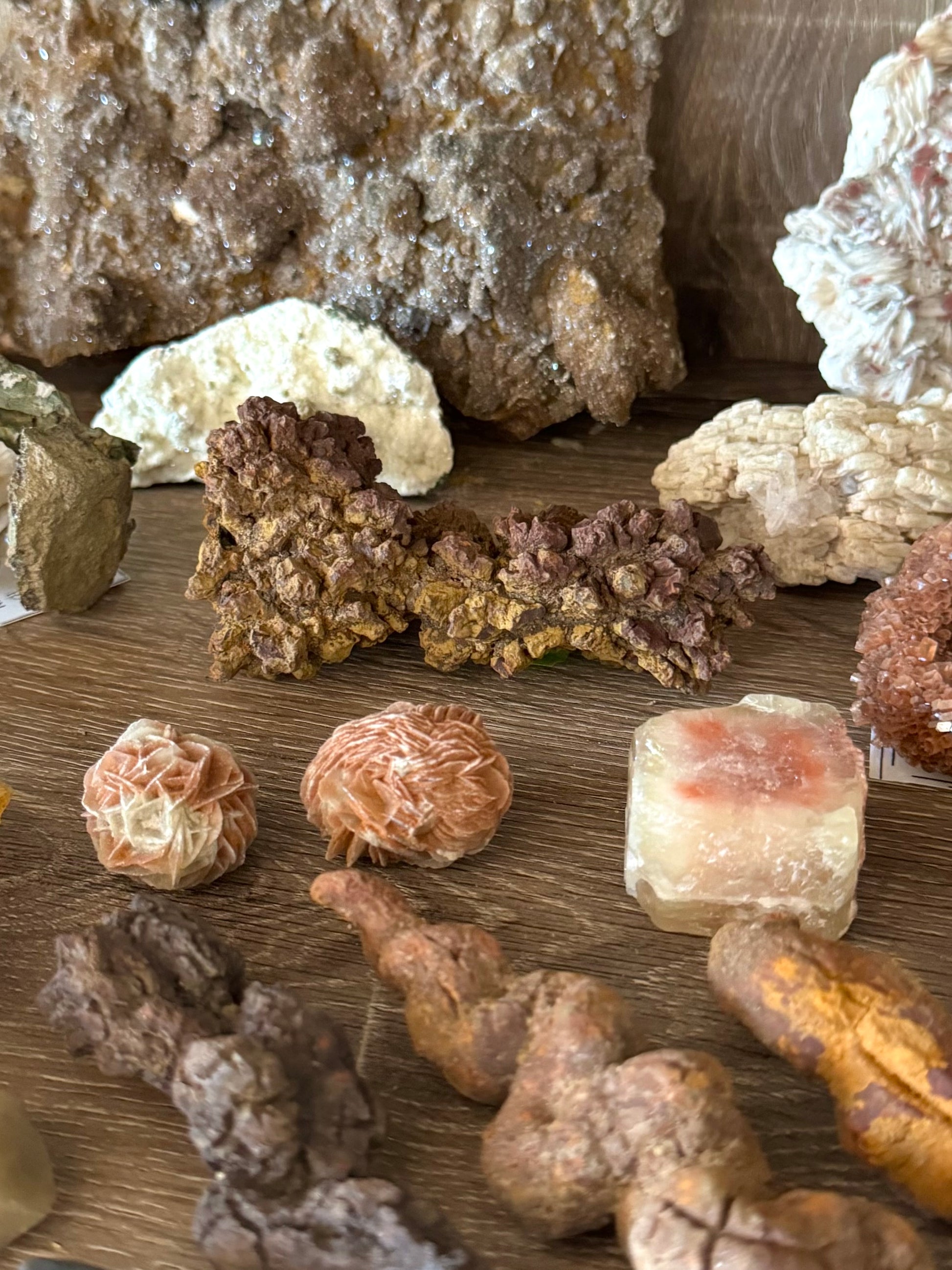 A large coprolite on a mineral shelf