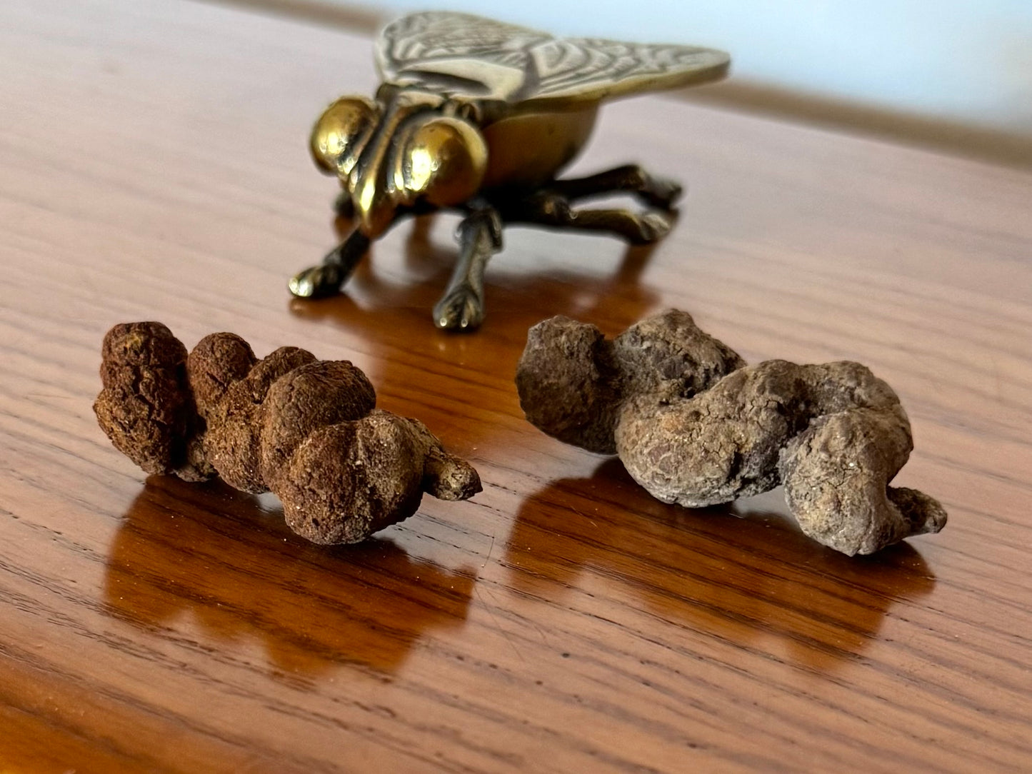 Two small coprolites on a wood shelf, with a gold fly figurine in the background