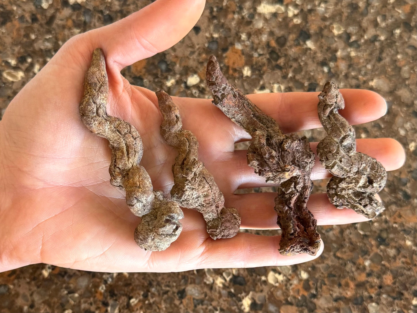 Four small coprolites spread out in a hand to show scale. They are a little longer than the hand is wide.