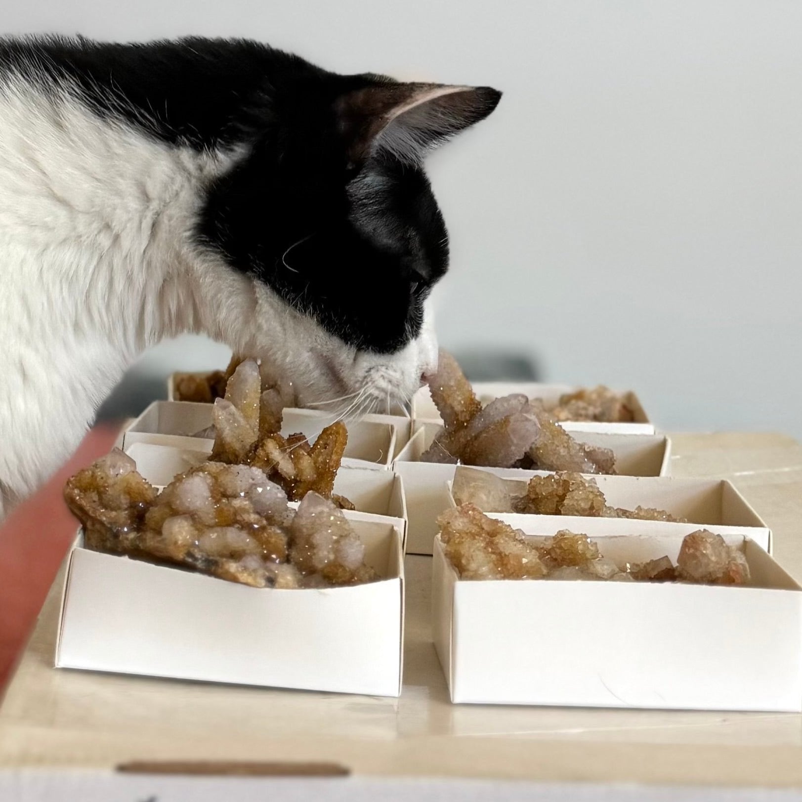 A cat inspecting cactus quartz specimens