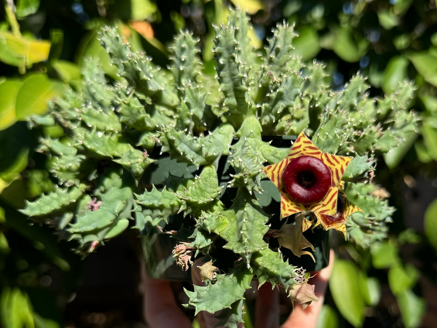 The huernia zebrina while the stems are green, tilted to view an especially large flower