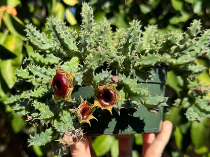 A huernia zebrina plant while the stems are green, in a shallow bulb pot with stems hanging over the sides. It has three flowers open.