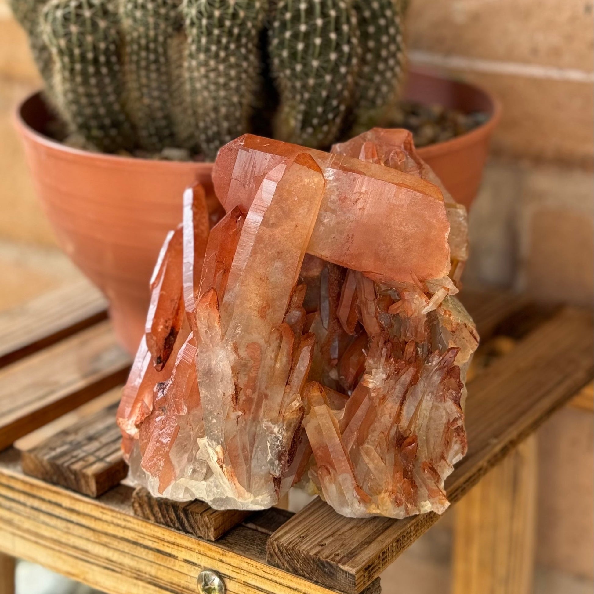 The specimen on a wood plant shelf, in front of a cactus in a bowl, with angular crystals reflecting light.