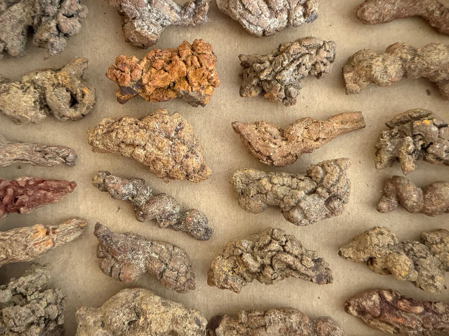 A bunch of extra small coprolites evenly spread out on a cardboard background