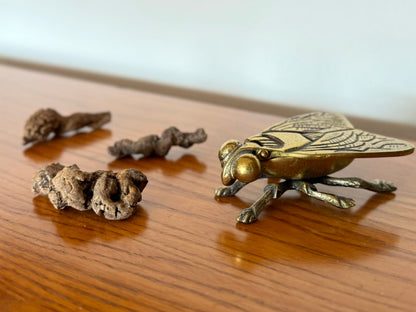 Three extra small coprolites on a wood shelf, with a gold fly figurine on the right.