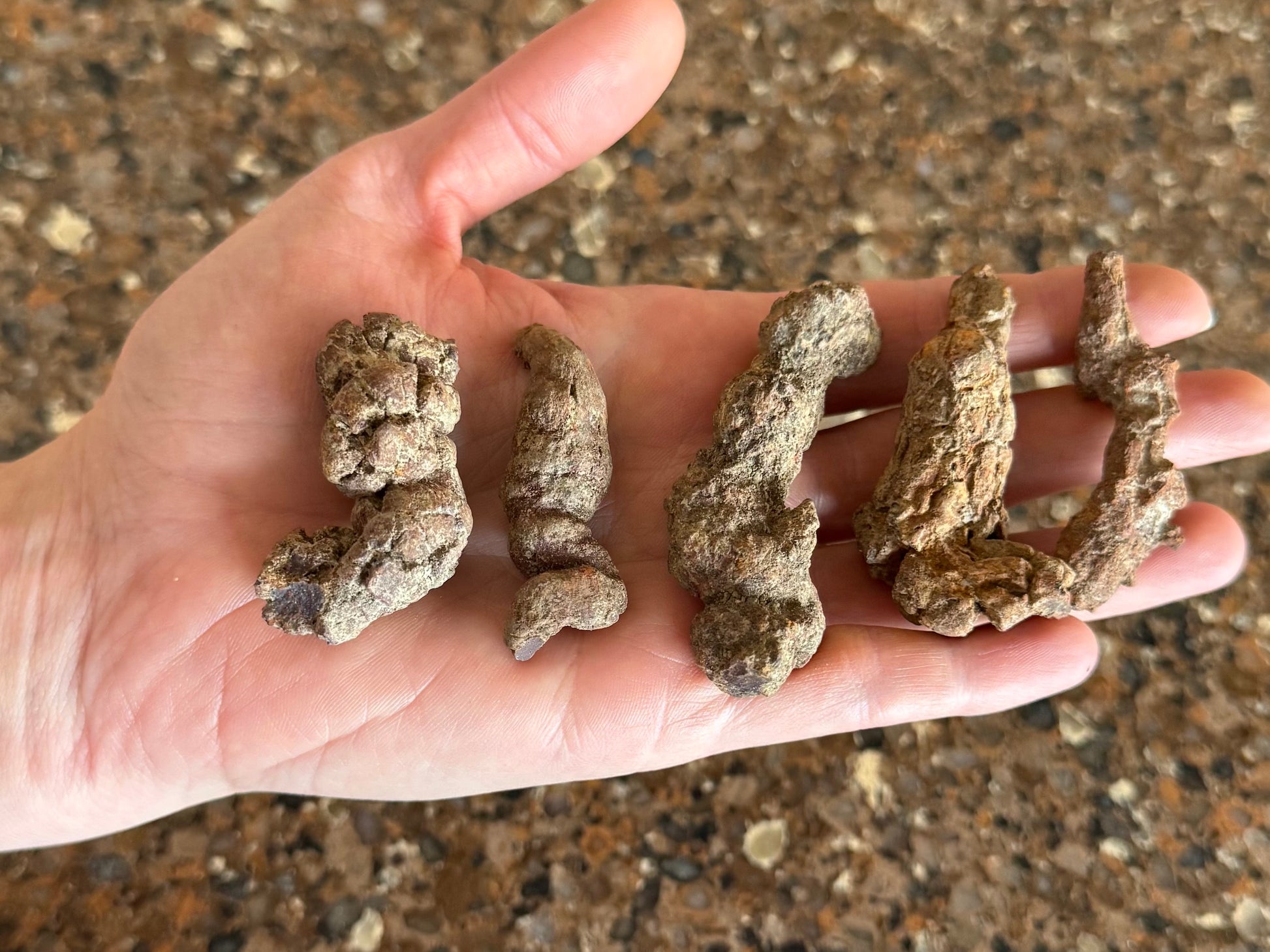 Five small coprolites spread out in a hand to show scale. They are a about as long as the hand is wide or less.