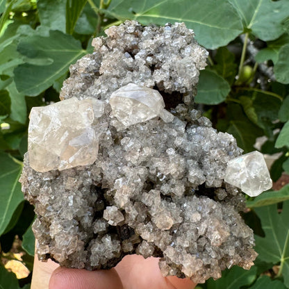 Full view of the front of the mineral in indirect lighting. There are three large colorless calcite crystals perched on an angular druzy on dark matrix.