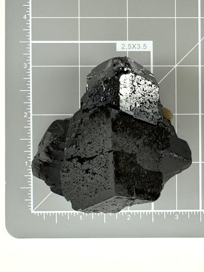 Scale image of the specimen on a measuring mat, measuring almost three inches tall and two and a half inches wide.