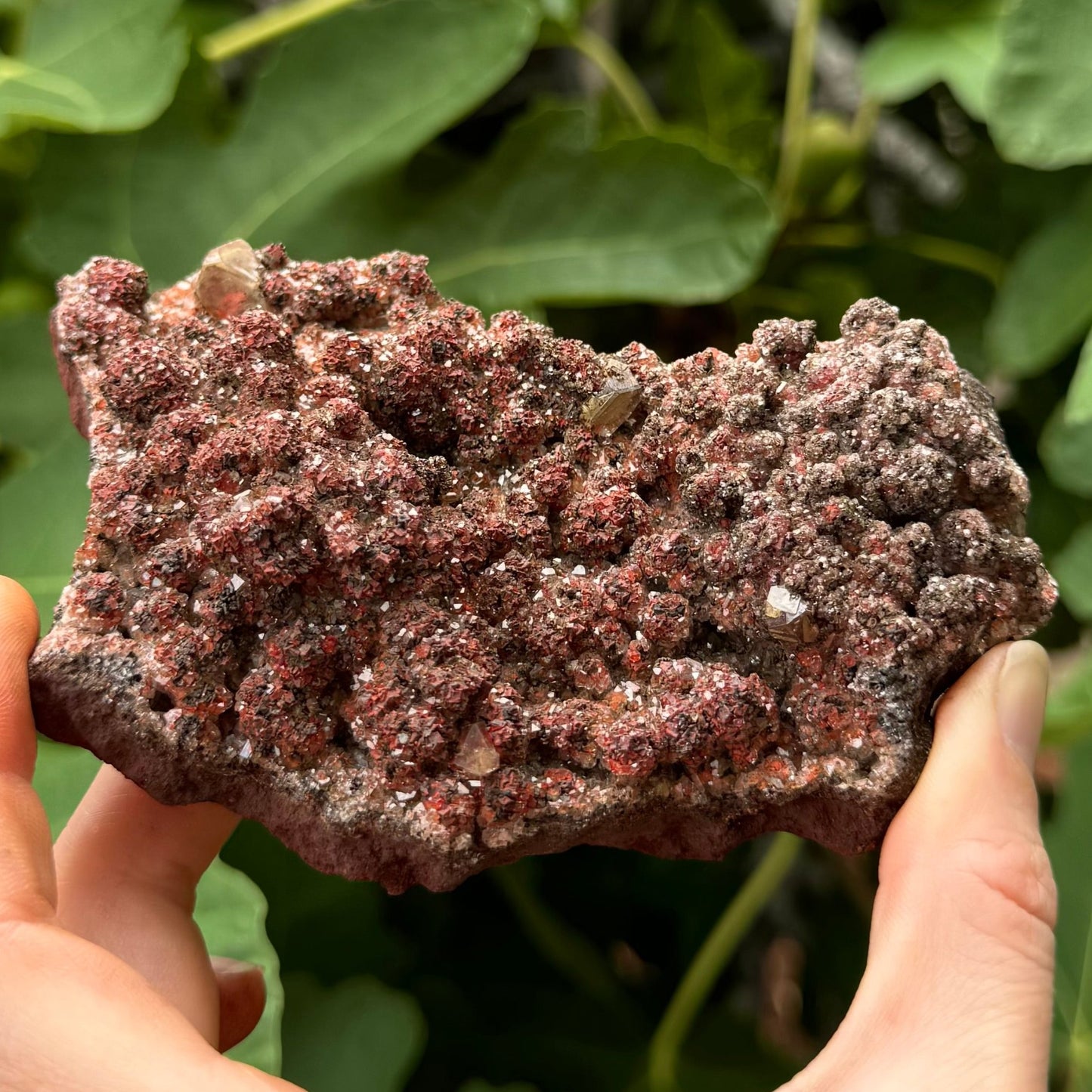 Full view of the front of the piece, a rectangular specimen covered in bumpy botryoidal growths composed of small black, red, and colorless crystals.