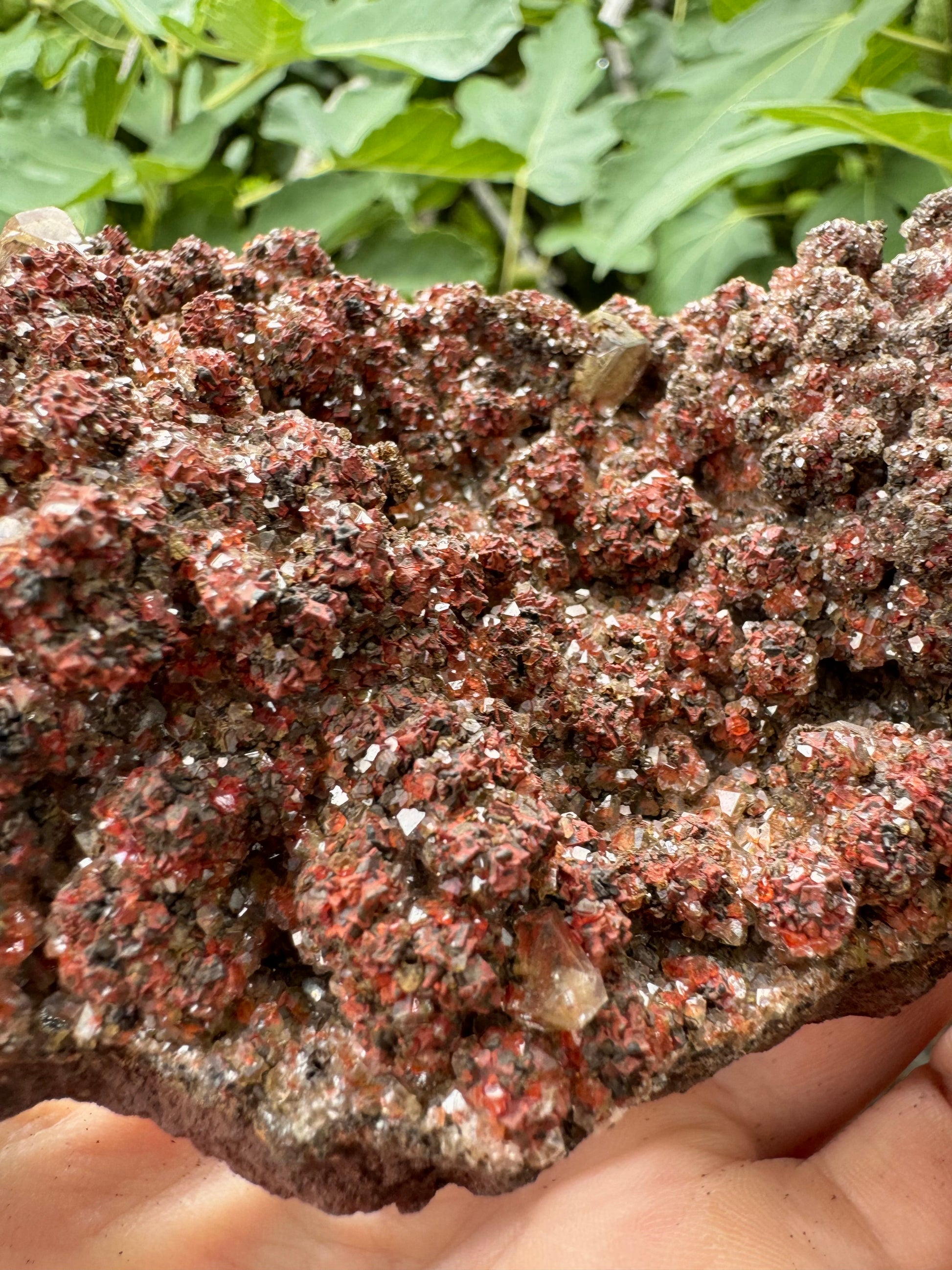 Detail of the mix of red, black, and colorless crystals composing the botryoidal growth. The angled view shows the three-dimensional pattern