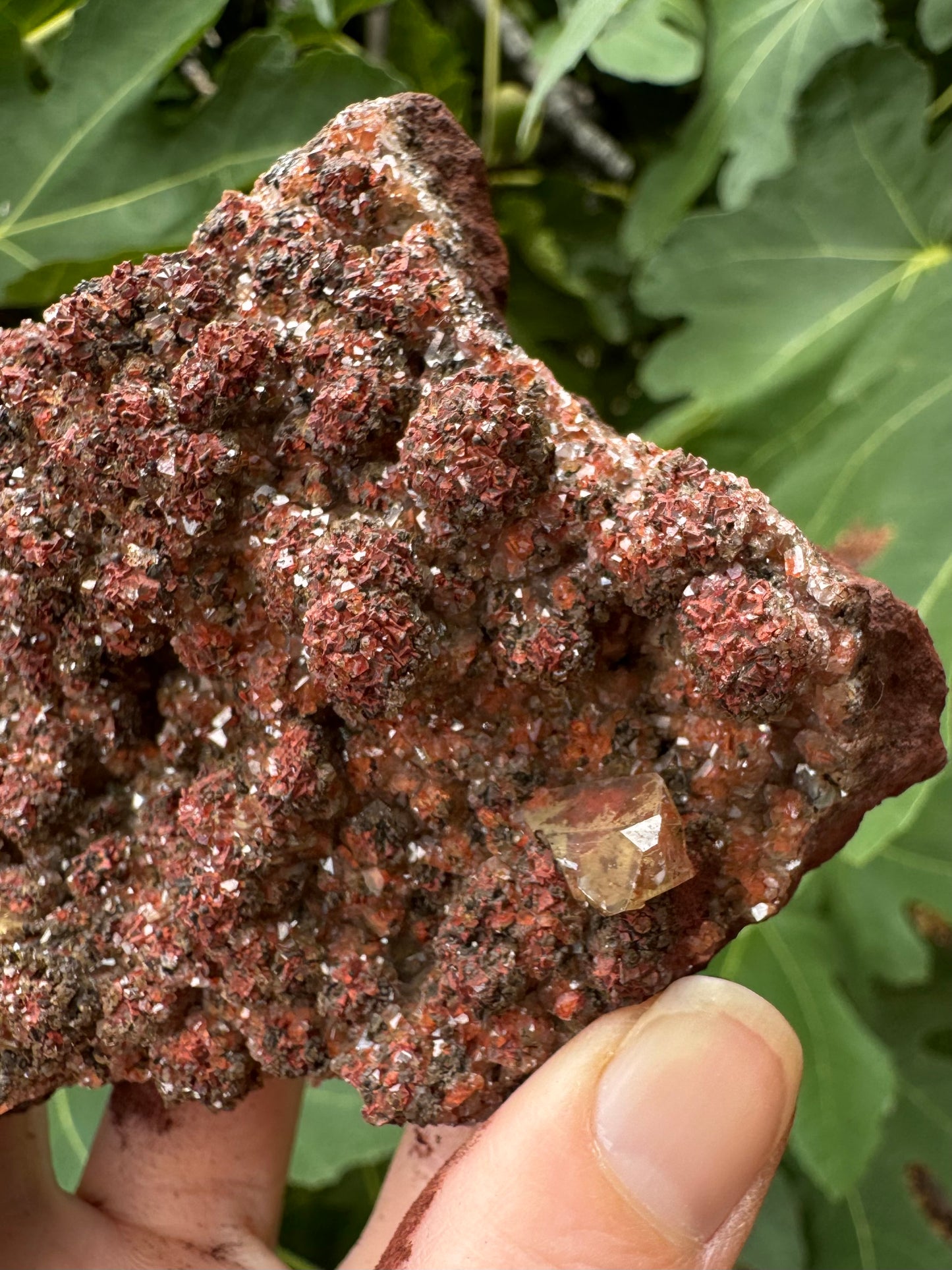 A detail view of the botryoidal pattern on one edge, showing they are composed of an aggregate of intersecting angular matte red, black, and shiny yellowish-colorless crystals. 