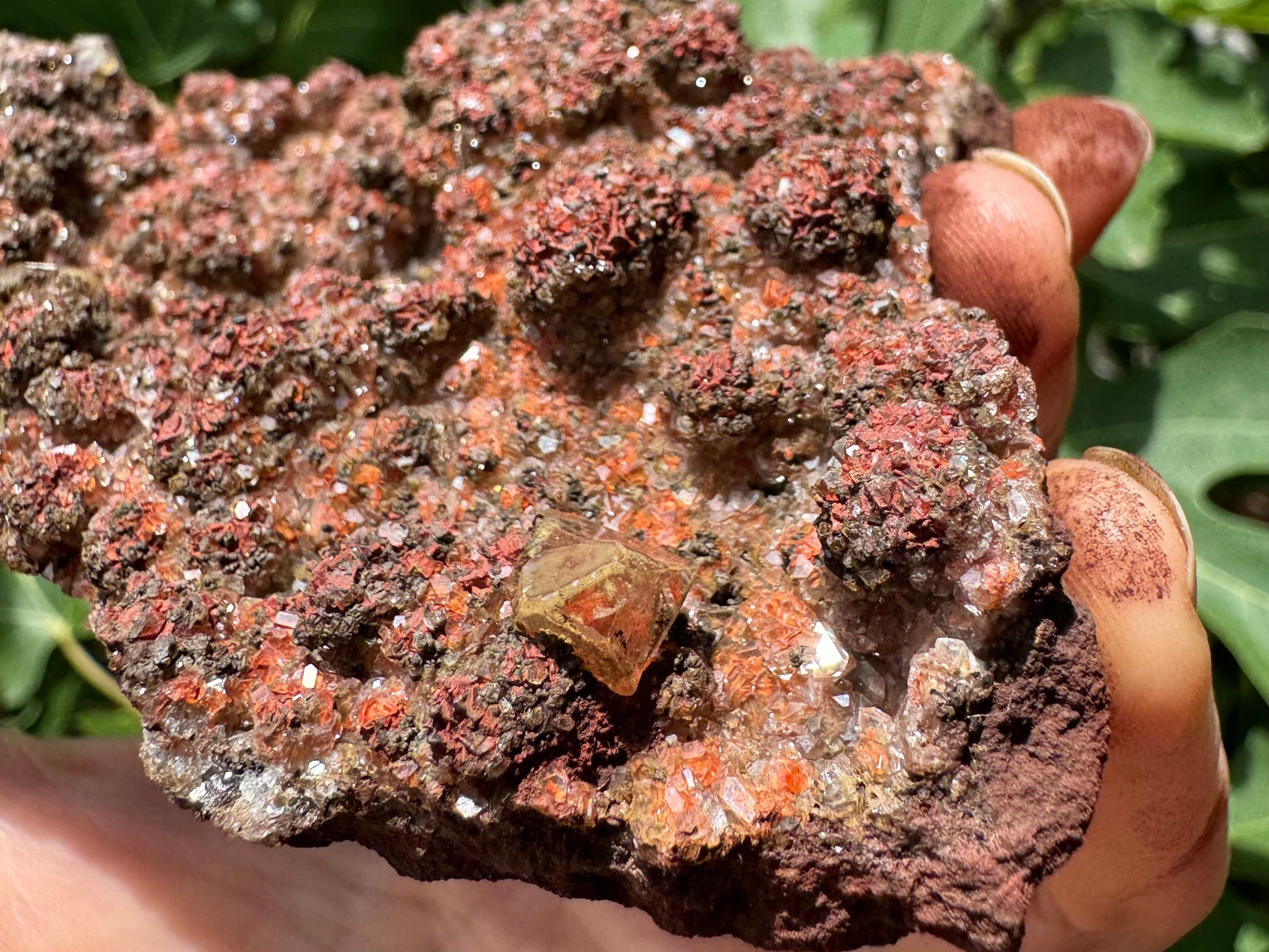 Detail view of one of the larger yellow-tinted calcite crystals on the surface of the druzy, with a patch of red coloration inside it. The fingers holding the piece are all covered in chocolate-brown powder.