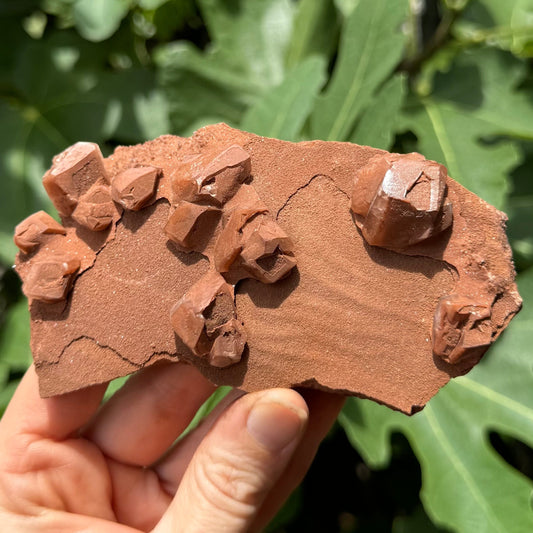 Full view of the front of a specimen, a flat rectangular piece of matrix with a red sandstone-like texture, and several large calcite crystals atop. The calcite is heavily included and the same color as the matrix.