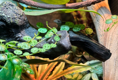 Strands of a string of turtles vine hanging over a branch in a terrarium, with a small juvenile brown anole for scale. A leaf on the vine is larger than the anole's head.