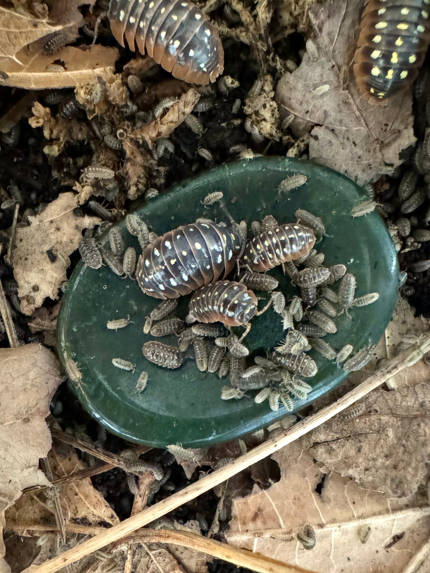 Worry stone in a terrarium, covered with several large and a ton of baby Montenegro Clown isopods eating spirulina