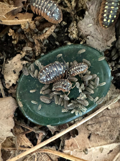 Worry stone in a terrarium, covered with several large and a ton of baby Montenegro Clown isopods eating spirulina