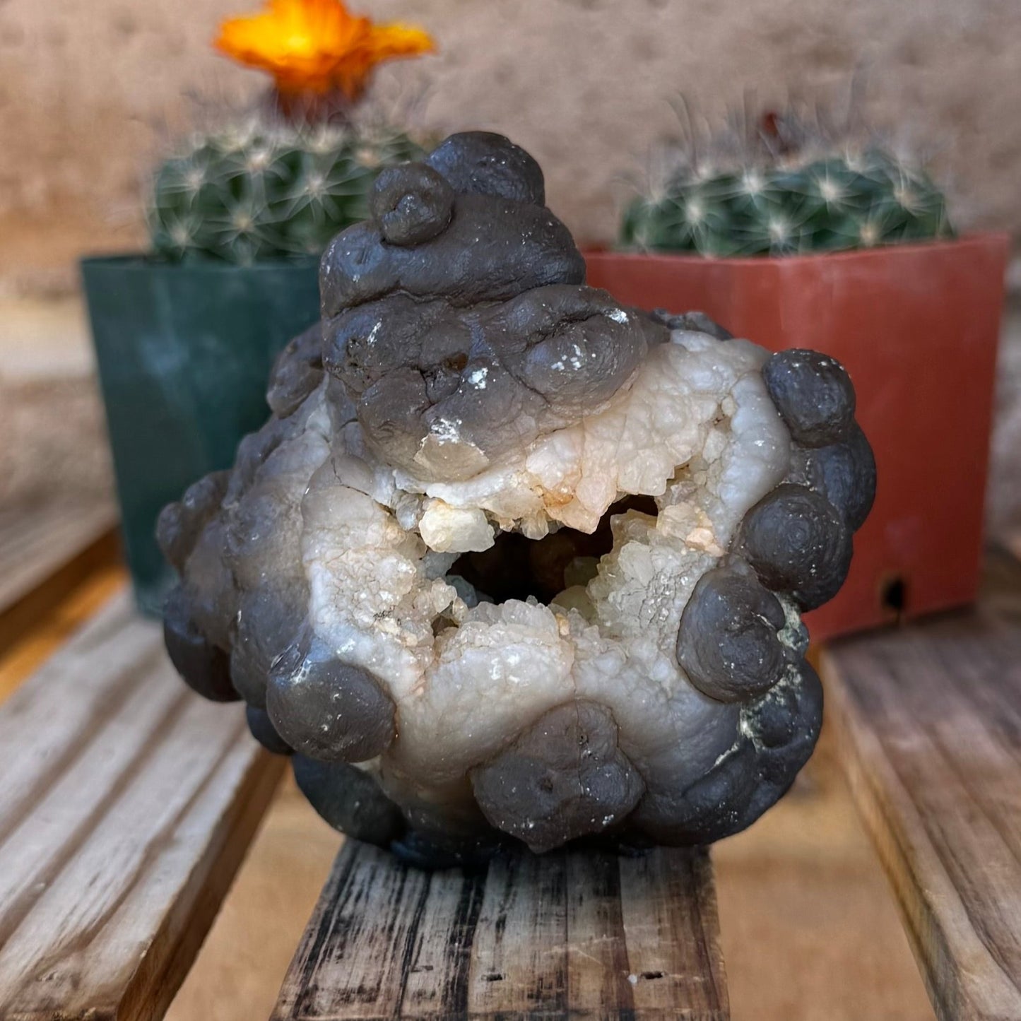 Front view of the mineral, white chalcedony base covered in round knobby brown-gray chalcedony. There is a craggy opening in the front.